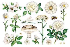 White summer nature illustrations