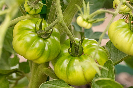 Green tomatoes growing on the vine