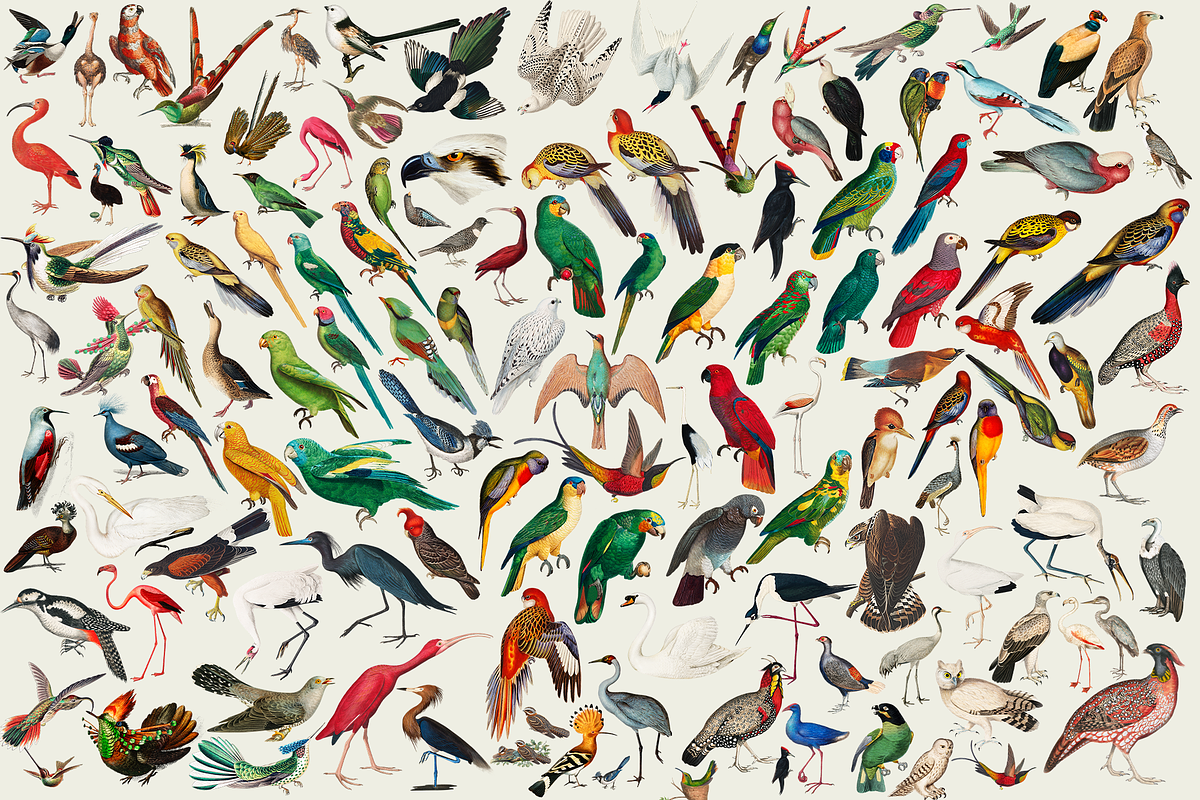 1150 Vintage Bird Illustratins, an Animal Illustration by Lilithcollageart (Photo 5 of 10)