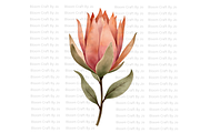 Dried Protea Bloom, a Decorative Illustration by Bloom Craft Creations (Thumbnail 4 of 10)