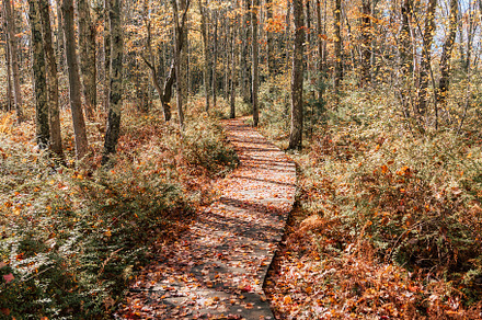 Autumn Woods