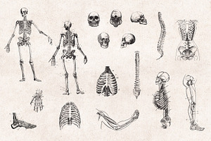 Anatomy Engravings Set