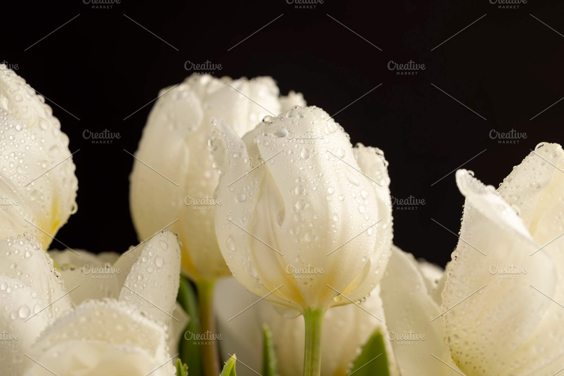 wet and beautiful white tulip flowers, close up on a black background, a Photo by rsoollAI