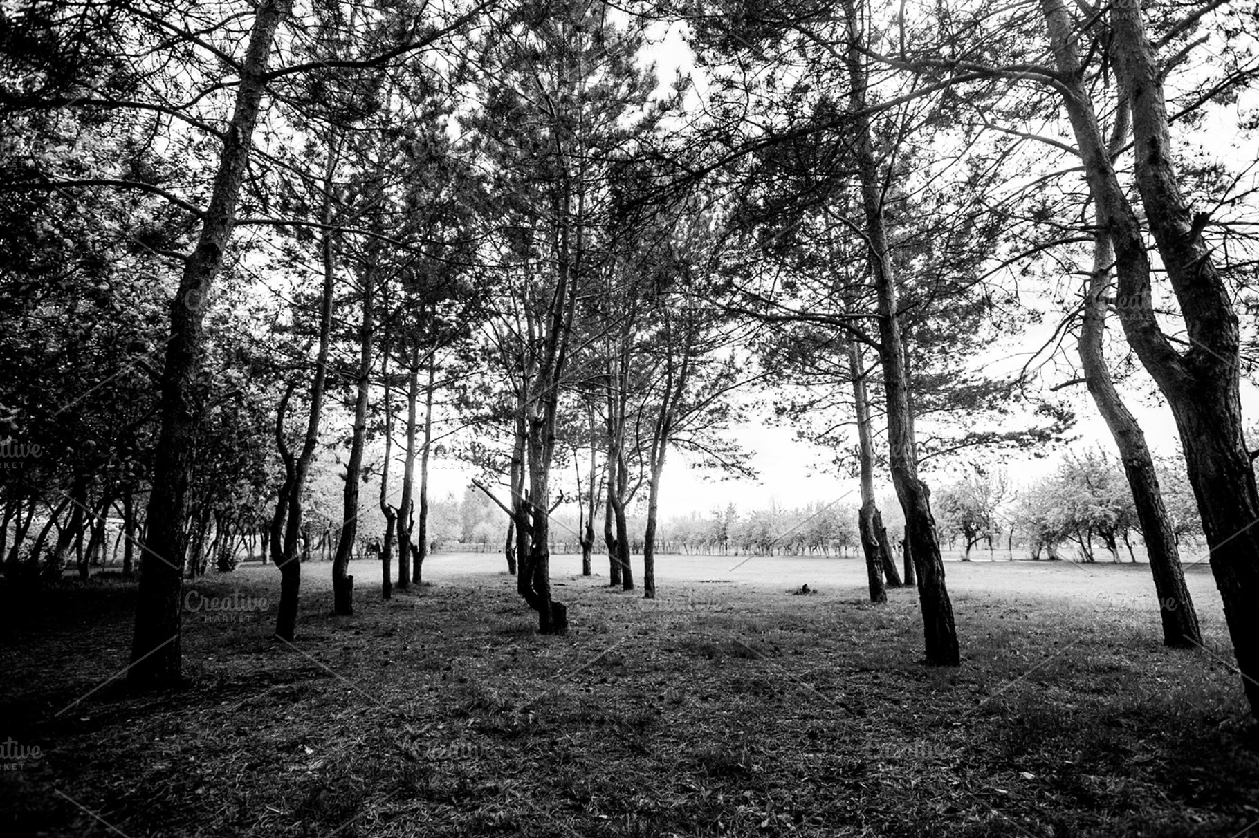 Trees stock photo containing trees and tree, a Nature Photo by kosmopolya