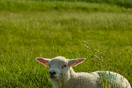 Baby sheep resting in field