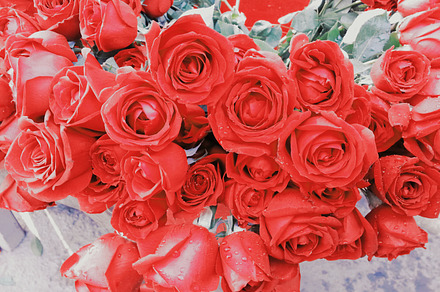 red roses