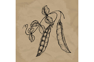 Hand drawn sketch peas with leafs. Farm fresh veggies. Organic food. Vector illustration EPS10