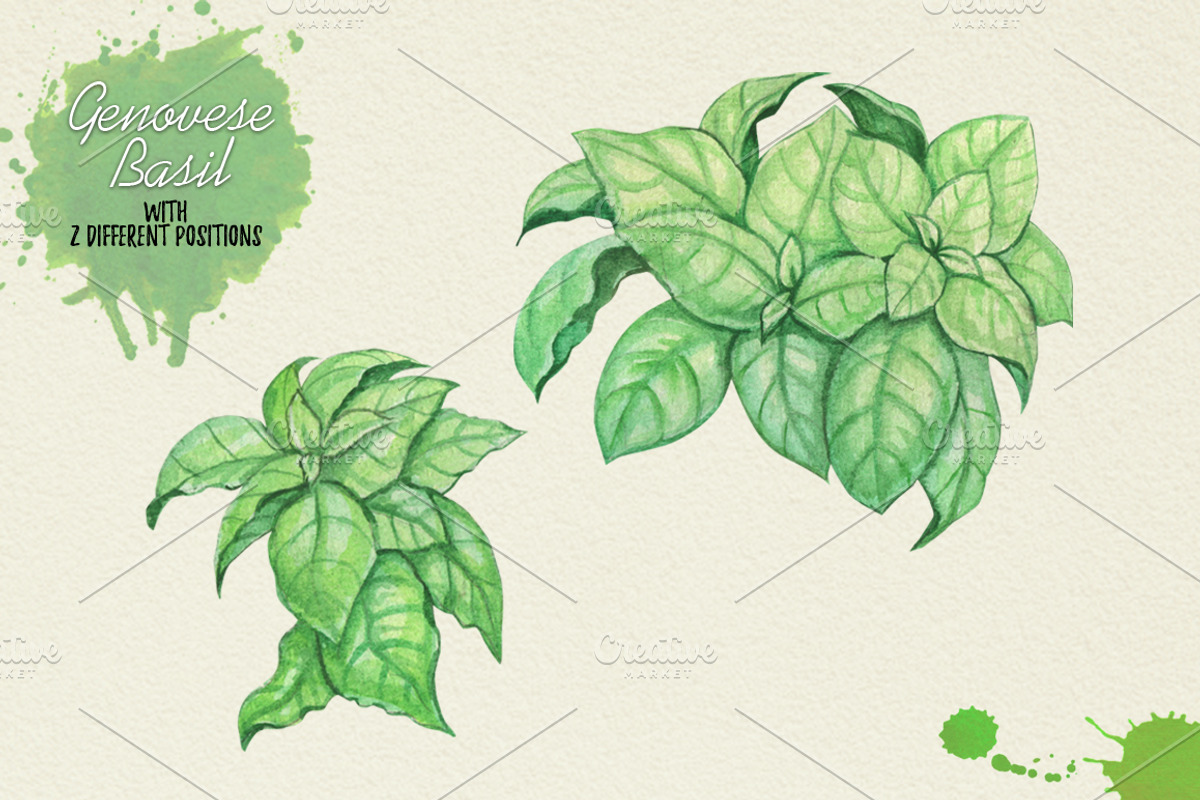 North American Herbs, a Food Illustration by Graphobia (Photo 11 of 21)