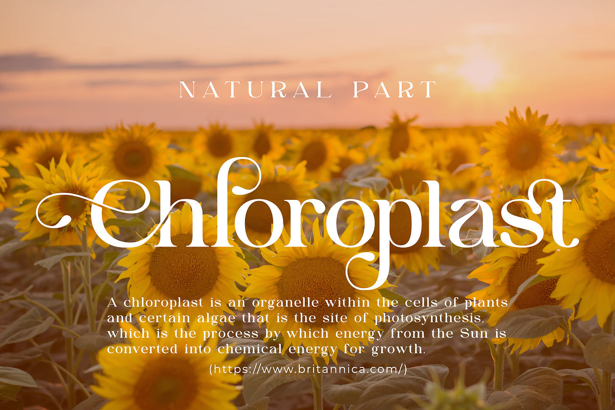 Astgina | An Elegant Display Serif, a Serif Font by Andrimada Creative (Photo 3 of 13)