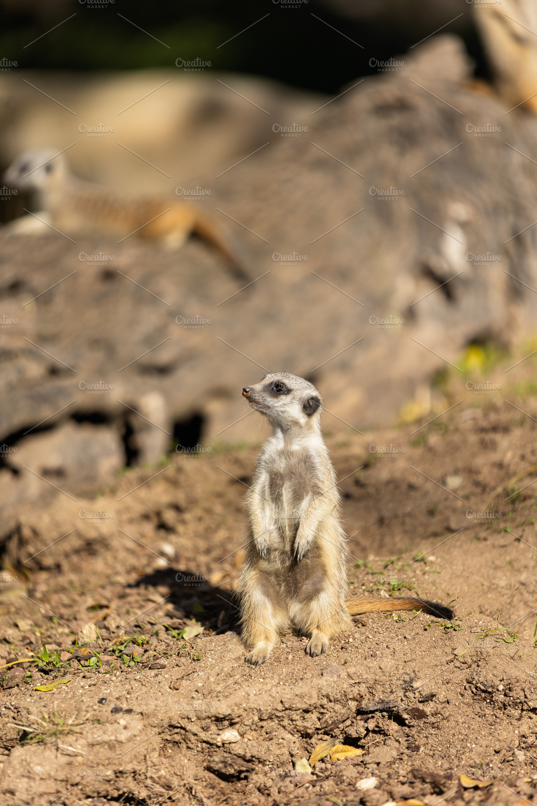 Baby meerkat on a log bathed in natu, an Animal Photo by Perpis