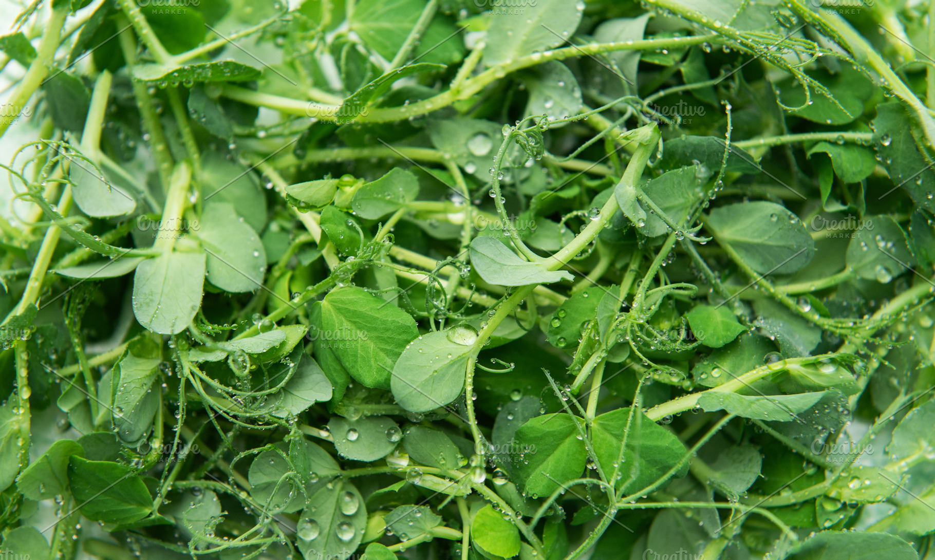 Pea sprouts covered in water drops for fresh raw microgreen food, a Food & Drink Photo by Olena Rudo
