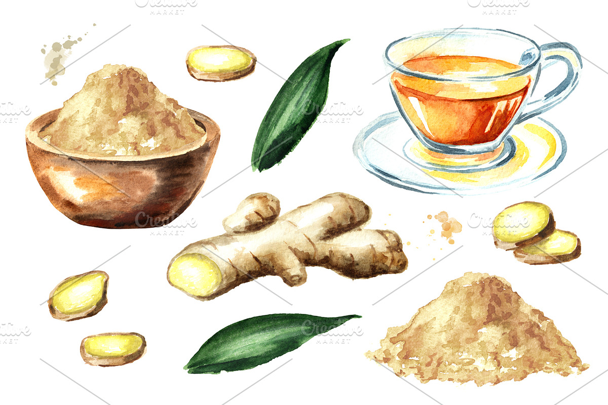 Ginger.Watercolor collection, a Food Illustration by Daria Ustiugova (Photo 2 of 4)