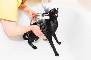 Black oriental cat taking bath, an Animal Photo by Vapi