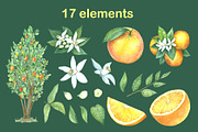 Watercolor oranges, an Illustration by Art Watercolor (Thumbnail 3 of 5)