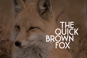 Leaner Extended - Bold, a Sans Serif Font by kulturrrno (Thumbnail 7 of 7)
