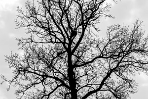 Crows on a tree, a Nature Photo by Beufville