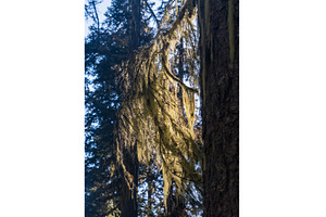 Spanish moss growth coats branches, a Nature Photo by Backyard Stock