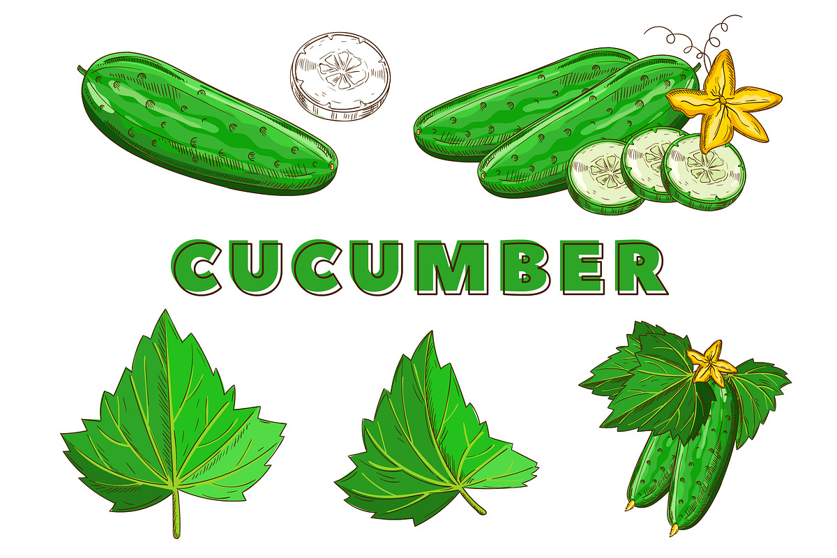 Vegetables in the Vintage Style, a Healthcare Illustration by Alfazet Chronicles (Photo 9 of 15)