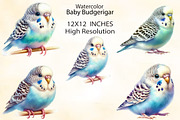 Watercolor Baby Budgerigar Clipart, an Illustration by CraftArtStudio (Thumbnail 2 of 3)