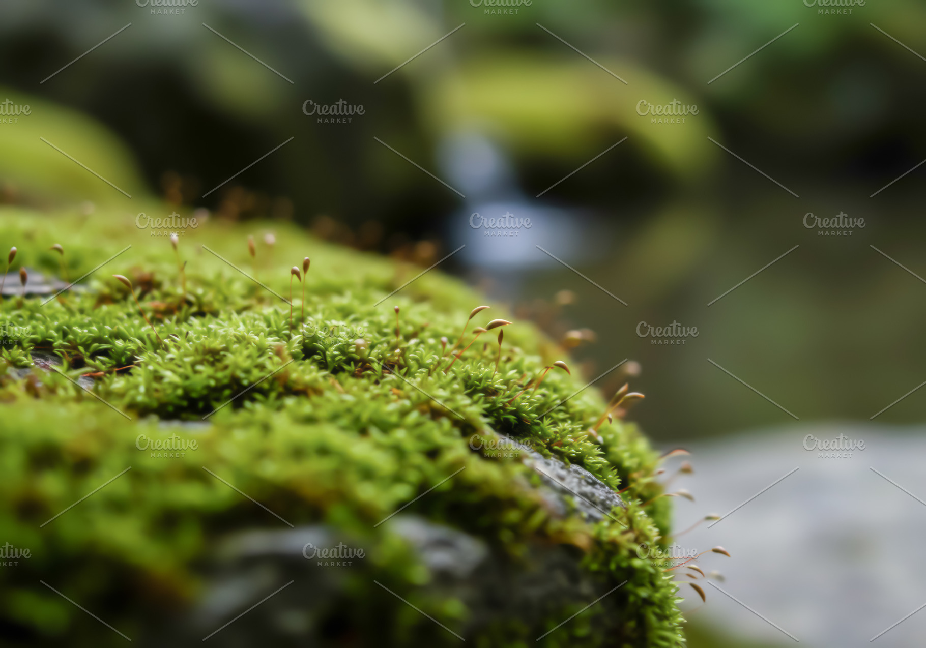 Close-up of green moss growing on a, a Nature Photo by professorinc