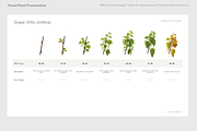 BBCH Growth Stages, Other Crops, a Presentation Template by Ilia Design (Thumbnail 4 of 8)