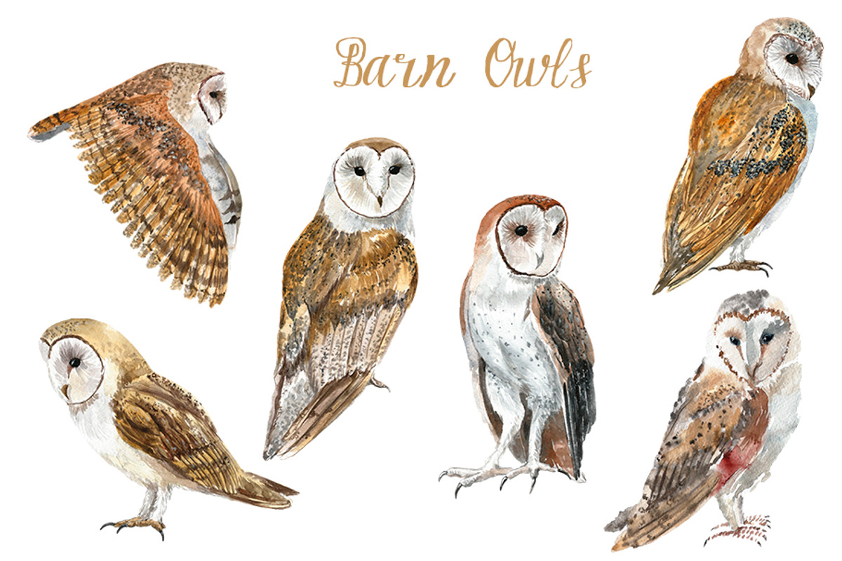 Watercolor Owls Bundle - 53 Owls, an Animal Illustration by YesFoxy (Photo 2 of 11)