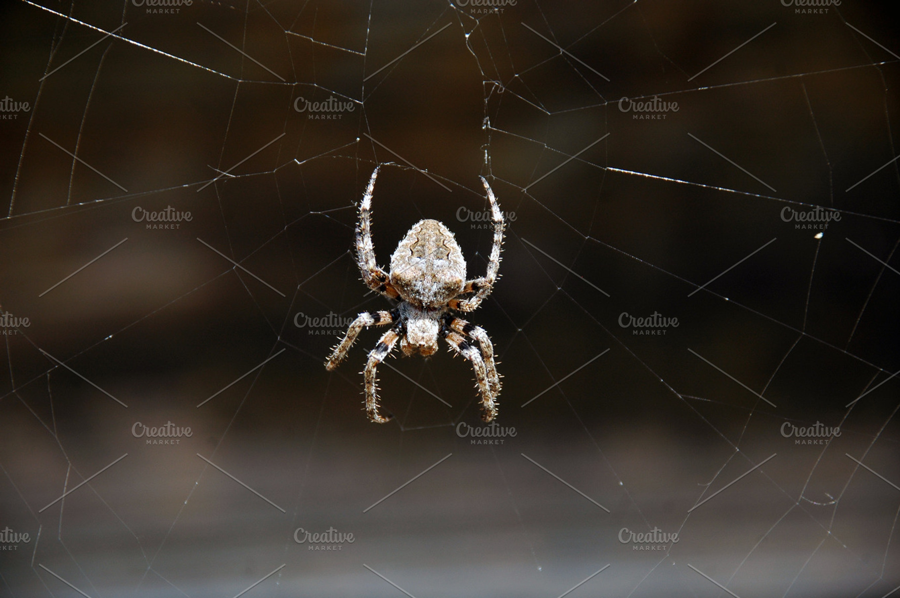 Spider featuring photography, nature, and animals, an Animal Photo by MashaCvijanovic