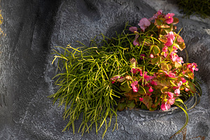 Mistletoe Cactus and Begonia in Rock, a Nature Photo by Imaginarium