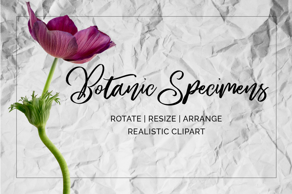 Anemone Flower ClipArt - Specimens, an Object Graphic by Turning Moss (Photo 6 of 7)