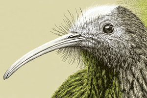 Bird with long beak in close up view, a Photo by Beautiful things