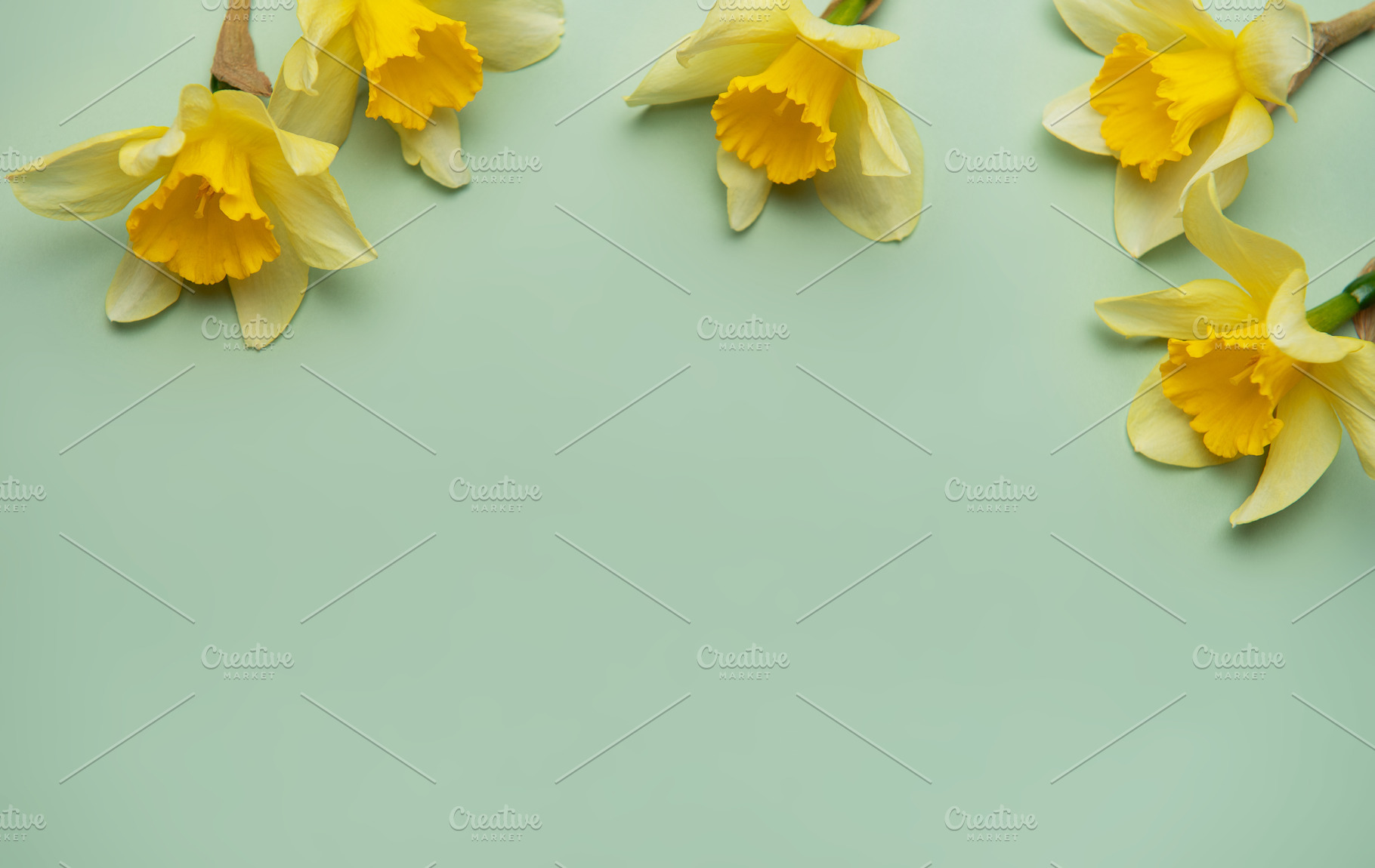 Daffodils creating a border on pastel green background, a Holiday Photo by Olena Rudo