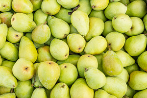 Fresh Bartlett pears on display, a Food & Drink Photo by Zigzag Mountain Art