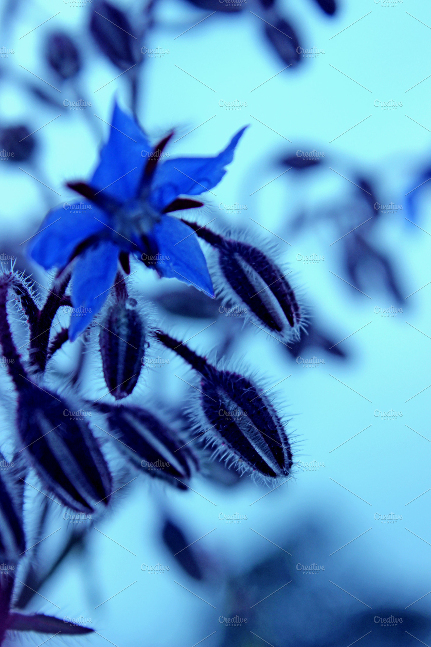 Herb Borage Flower and Buds, an Abstract Photo by Corner Croft Mockups
