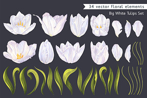 Realistic Vector White Tulips Set