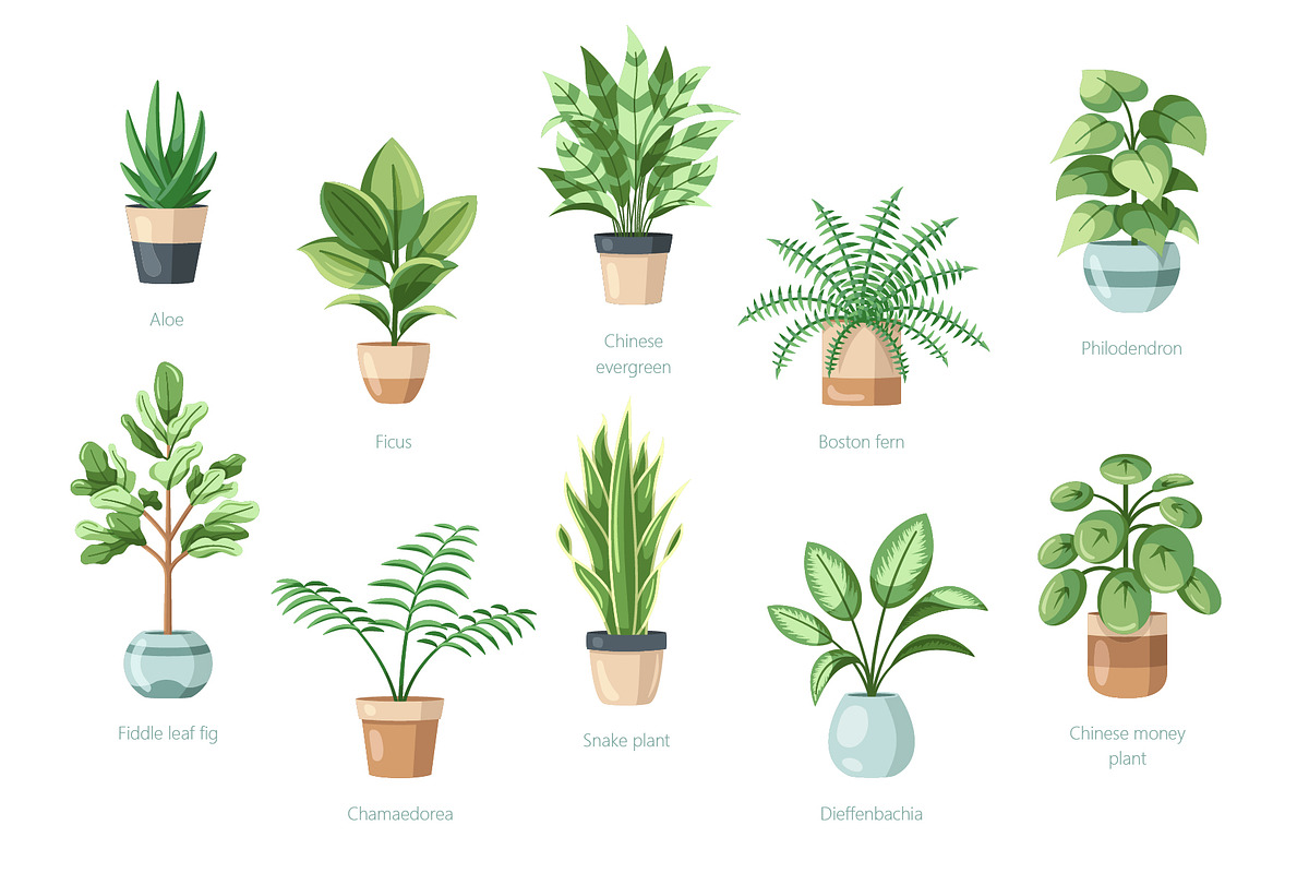 Beautiful House Plants In Pots, a Decorative Illustration by Art Design (Photo 3 of 7)
