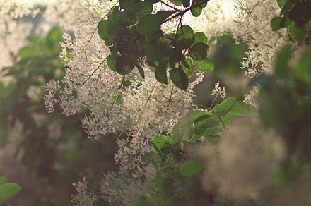 Bloom featuring bloom, blooming, and blossom