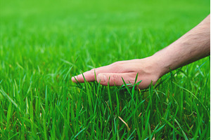 Lawn grass close-up in the yard, a Nature Photo by yanadjana