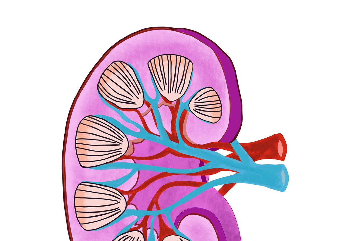 Biology & Anatomy goodnotes stickers, an Education Illustration by Noorist (Photo 22 of 32)
