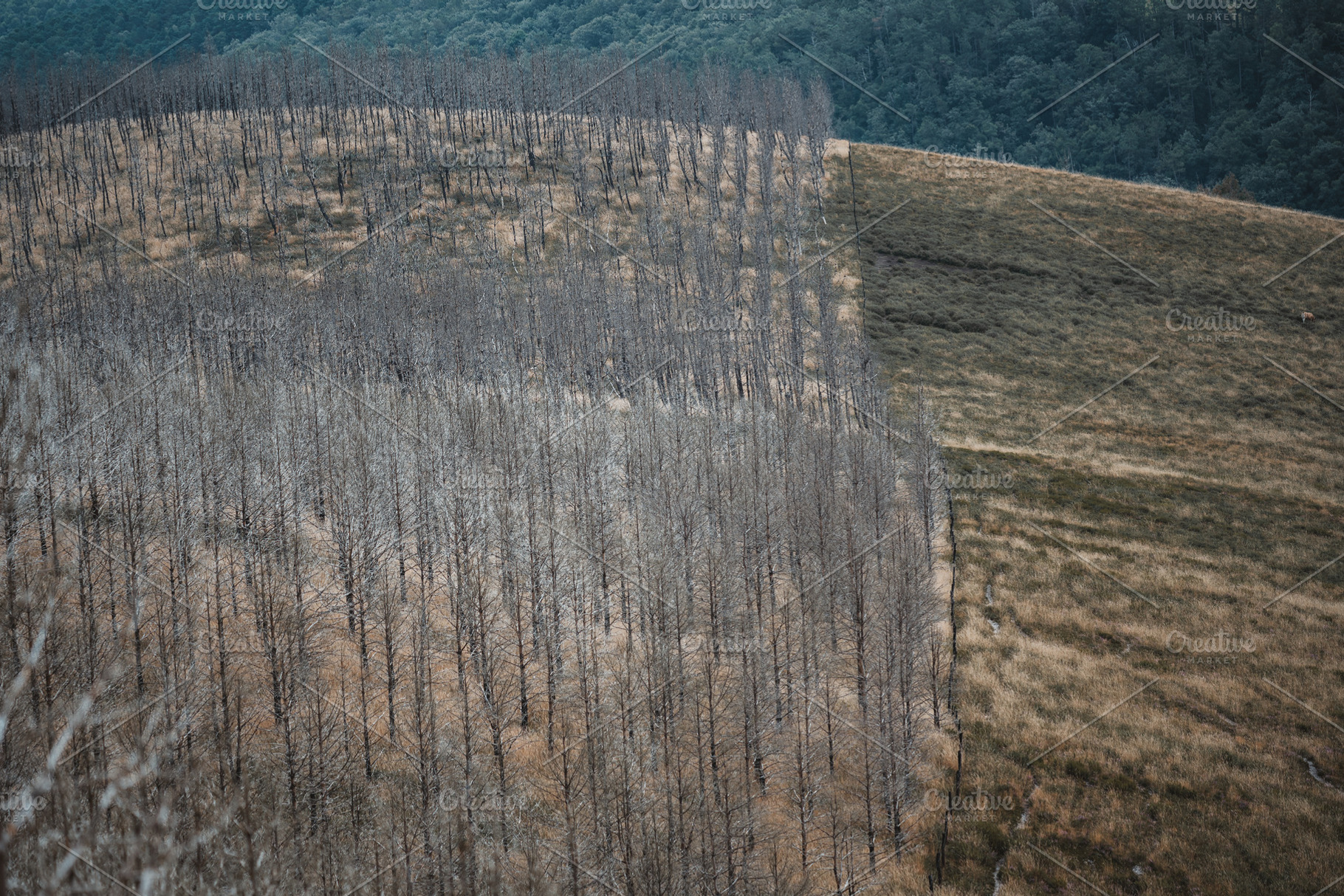Burned tree rows and grassy contrast, a Nature Photo by SkyNext