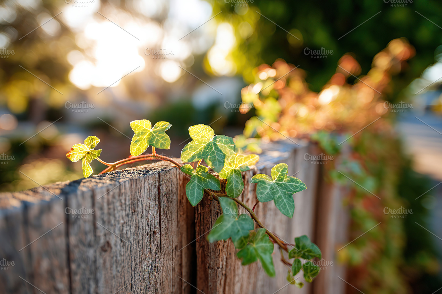 Sunlight streams through a wooden fence covered in vines and vibrant flowers in, a Photo by AlyaAnd