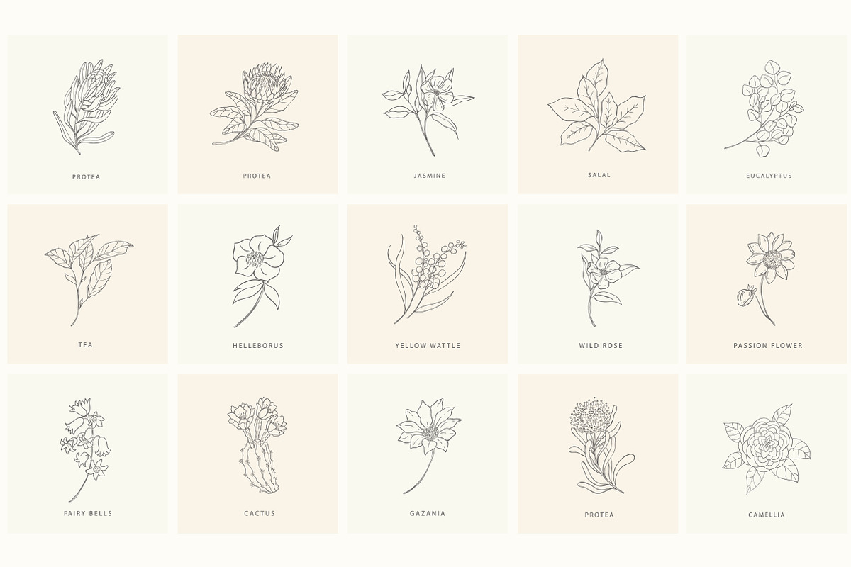 Birth-Flowers. Trendy Plants, Logos, a Seasonal Illustration by Designwork (Photo 16 of 21)