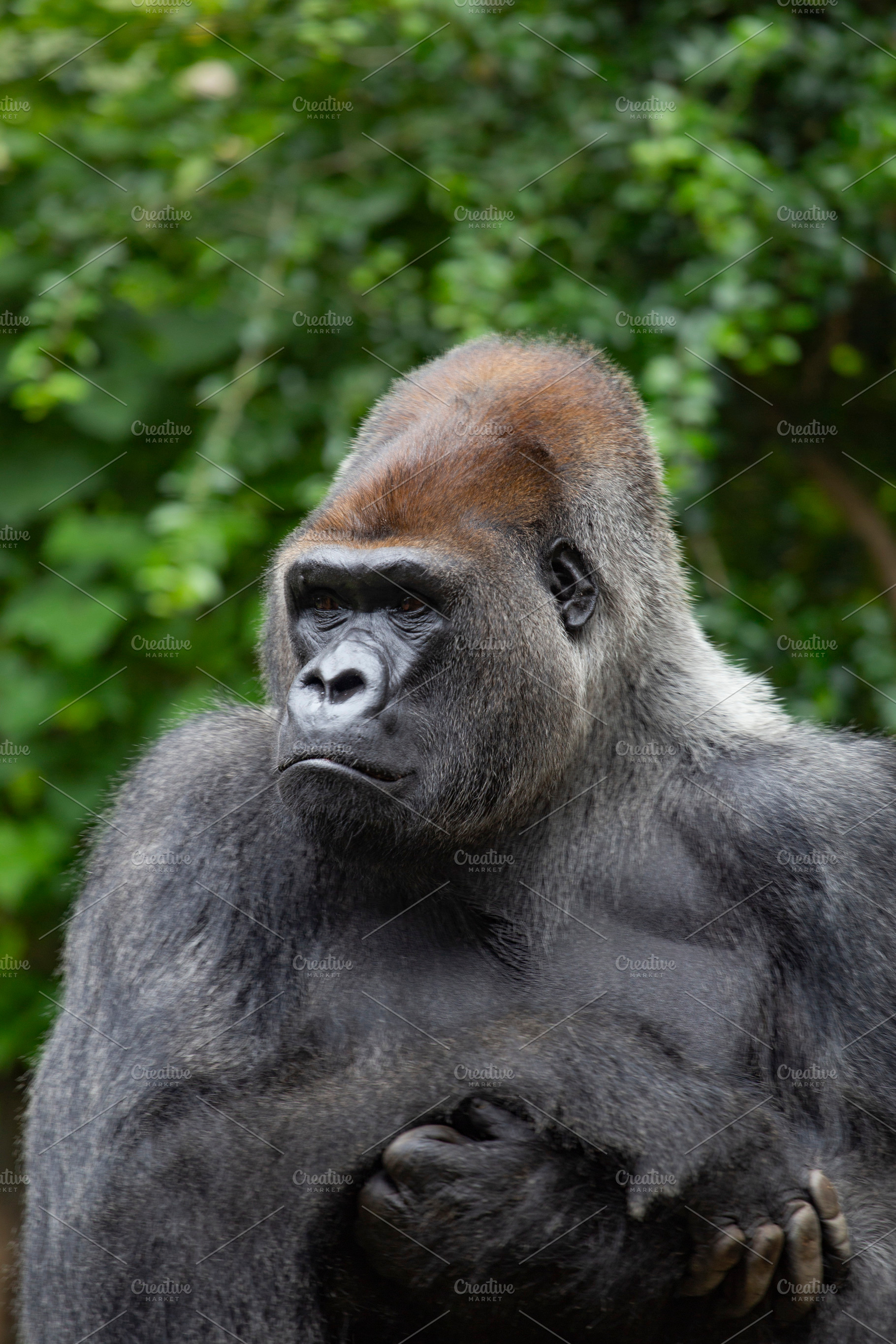 The gorilla is a huge primate., a Photo by Pictures for you!!!!!!!!!