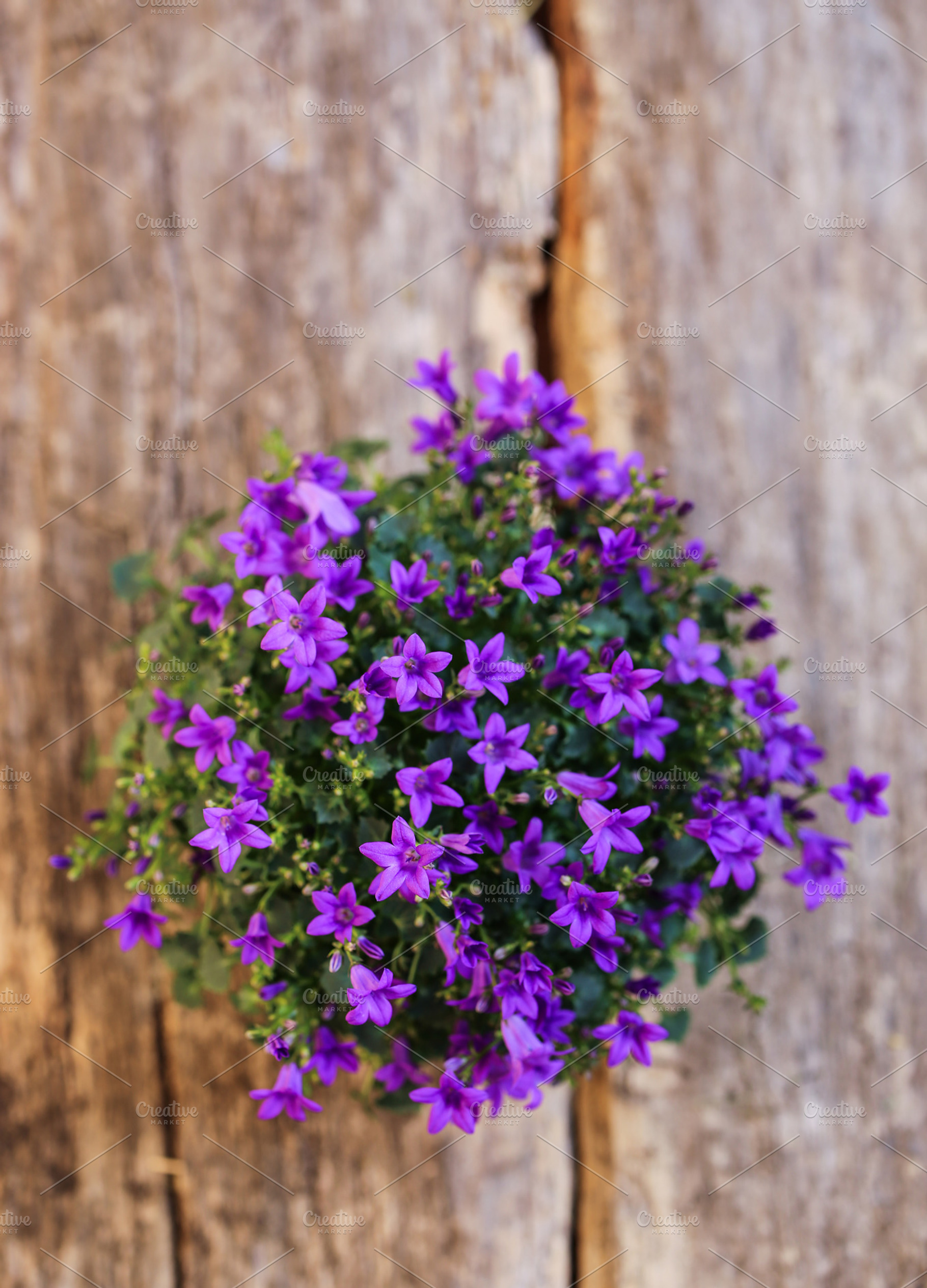 Dalmatian bellflower featuring adria bellflower, campanula portenschlagiana, a Nature Photo by The Little Wild Apple