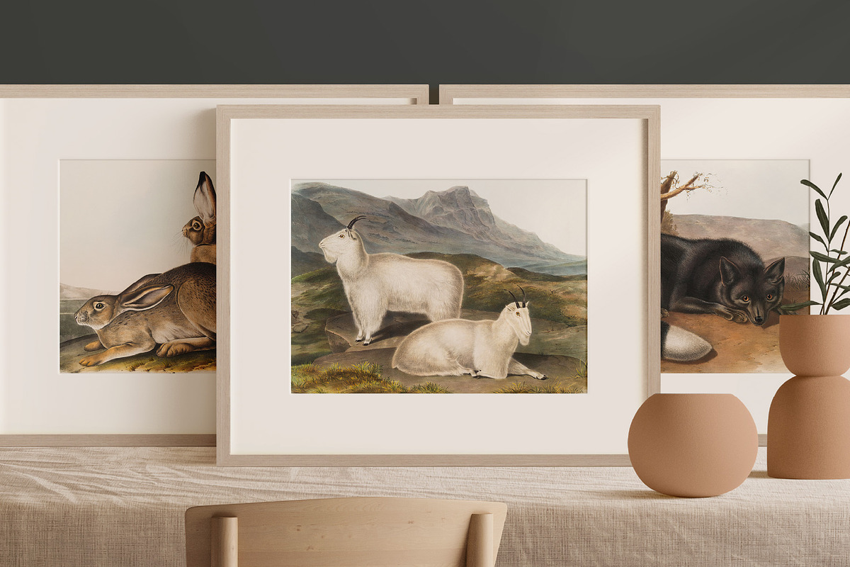 25 Vintage Mammal Prints by Audubon, an Animal Illustration by The Object Atlas (Photo 5 of 10)