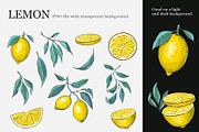Lemon clipart, a Decorative Illustration by Aksol (Thumbnail 2 of 4)