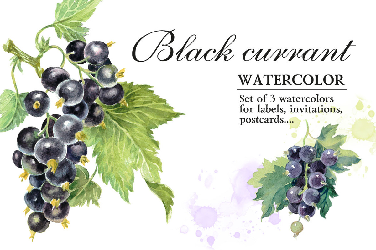 Watercolor Black Сurrant, an Illustration by Marina.Markizova (Photo 1 of 4)