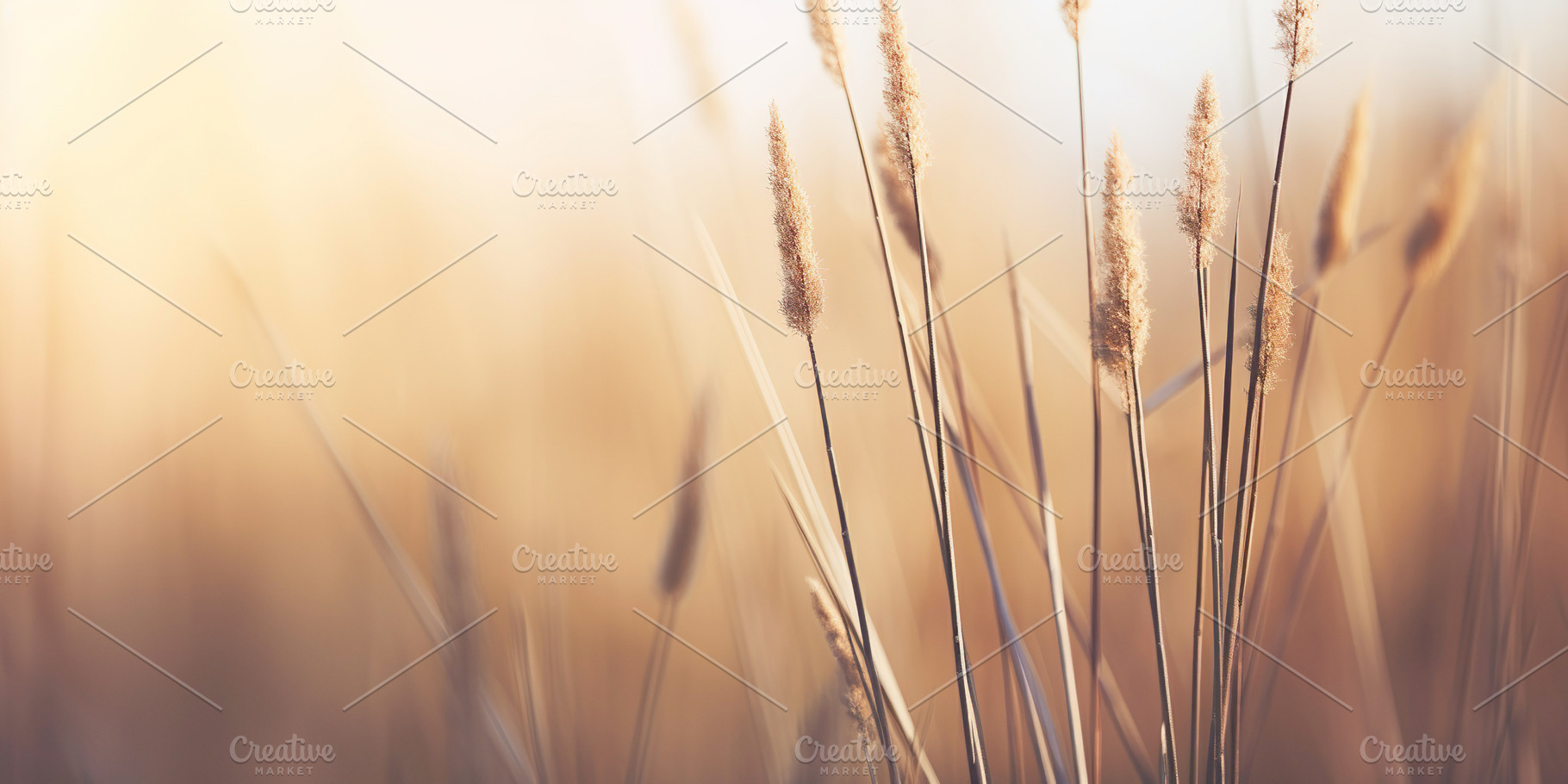 Grass Sunset and Symbol of Growth and Tranquility, a Nature Photo by Iconogenic