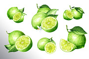 Lime citrus. Watercolor collection, a Food Illustration by Daria Ustiugova (Thumbnail 2 of 21)
