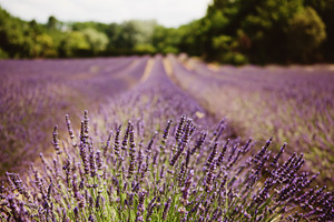 Lavender