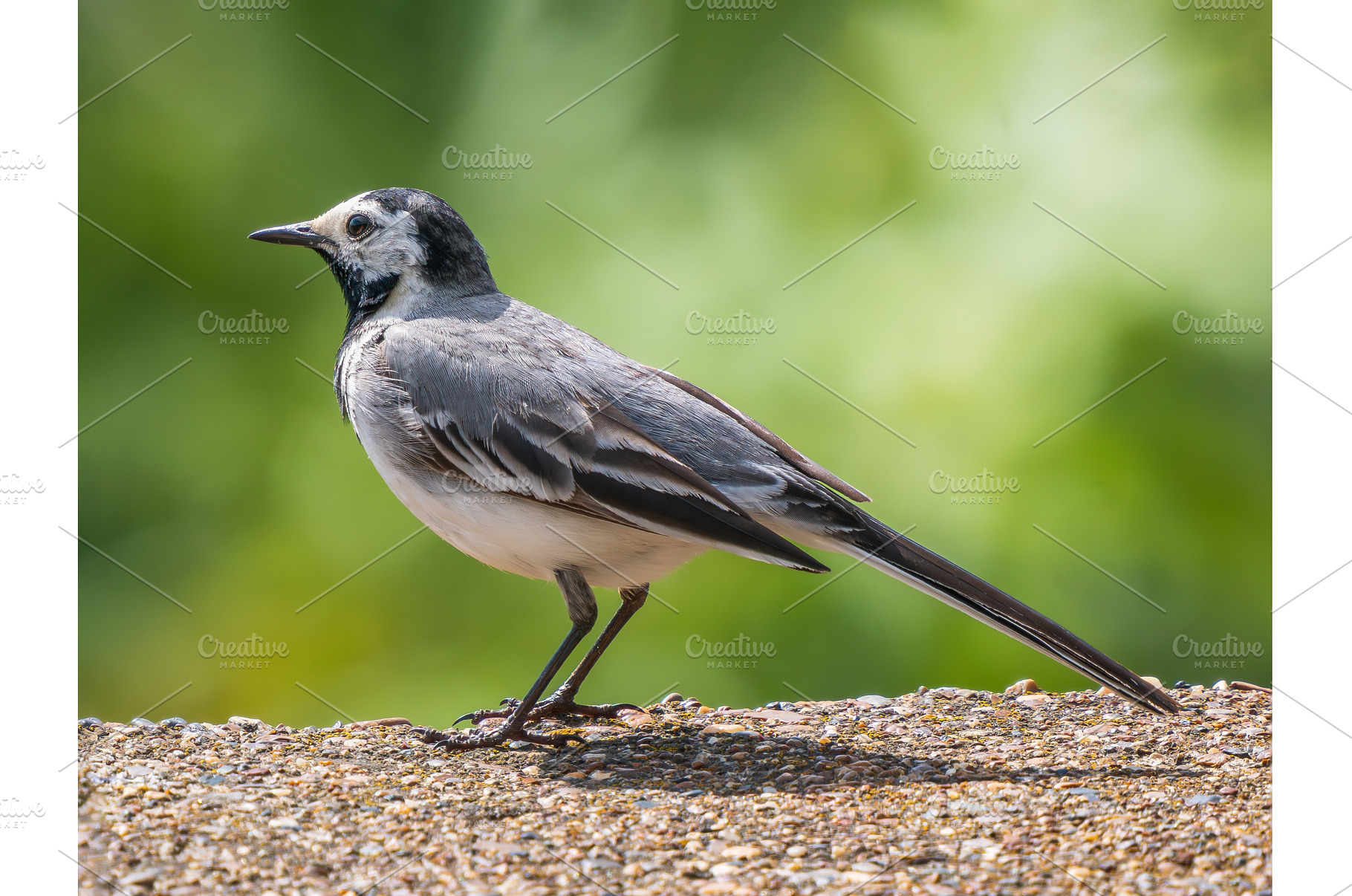 White Wagtail or Motacilla alba, an Animal Photo by Fascinadora